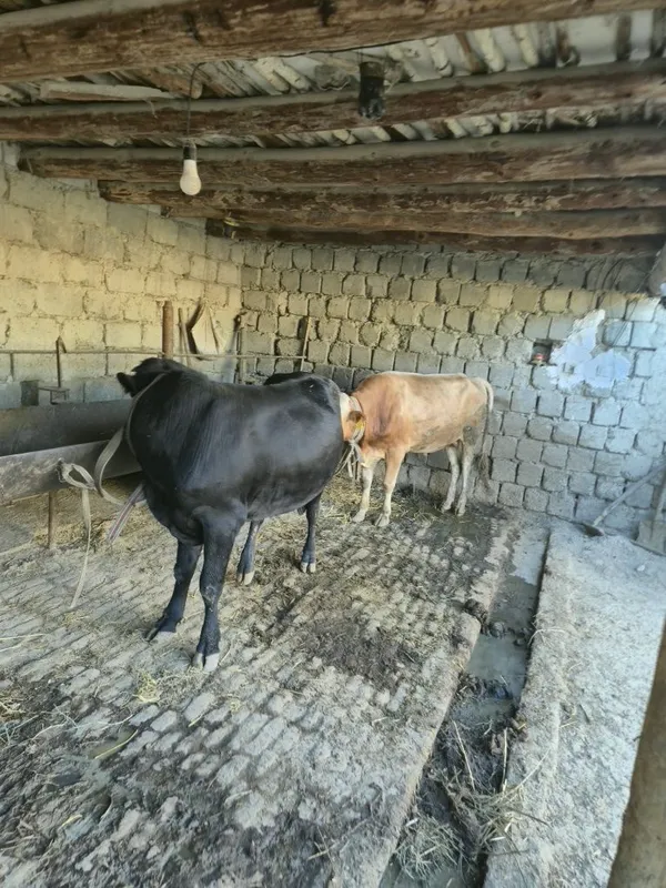 3 ta buqa sotiladi yeb ichishi zoʻr sogʻlom 2