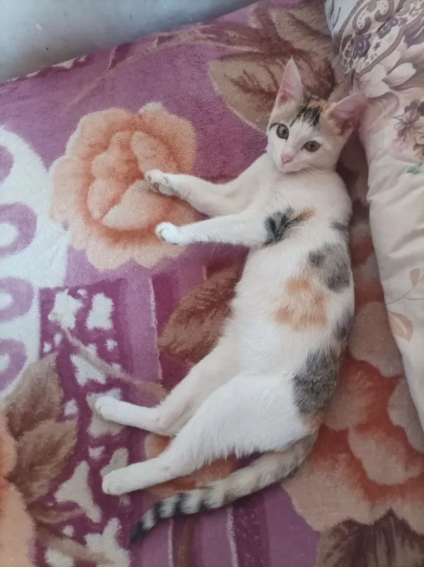 6 oylik qizbola mushuk