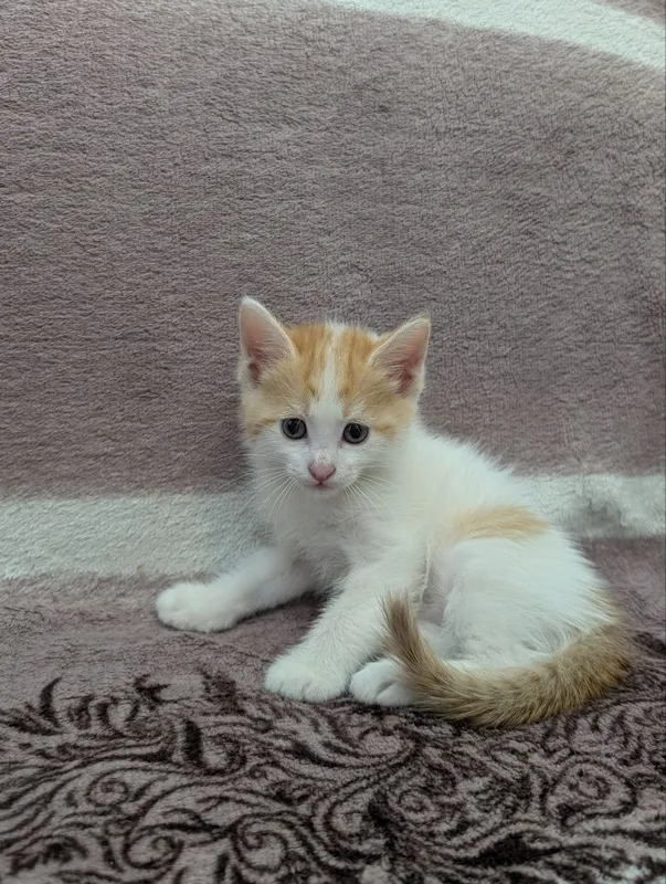 В добрые руки котята — фото 3