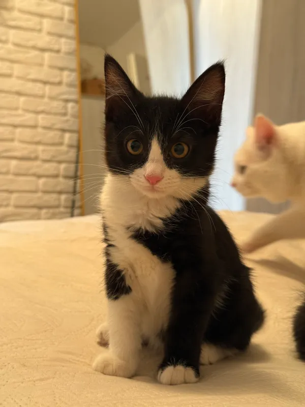 Котята в добрые руки! 3
