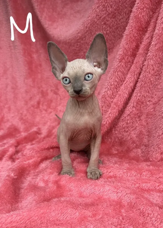 Котята канадского сфинкса — фото 4