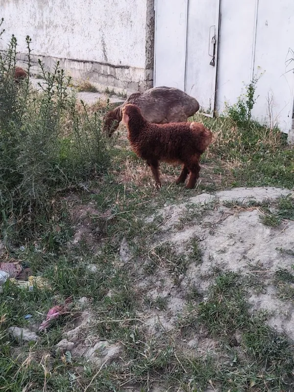 Ona bola qo'y sotiladi 6 Ona bola qo'y sotiladi 6