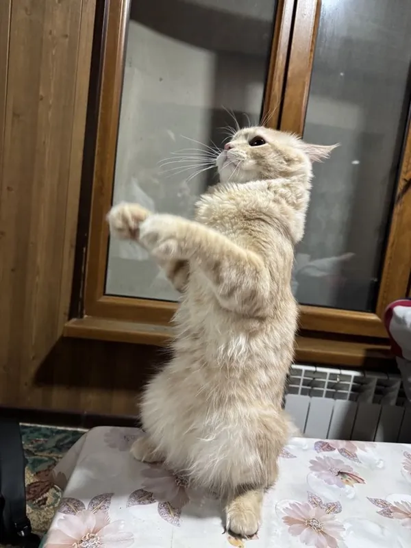 Отдаю кота в хорошие руки даром Scottish highland straight 3 Отдаю кота в хорошие руки даром Scottish highland straight 3