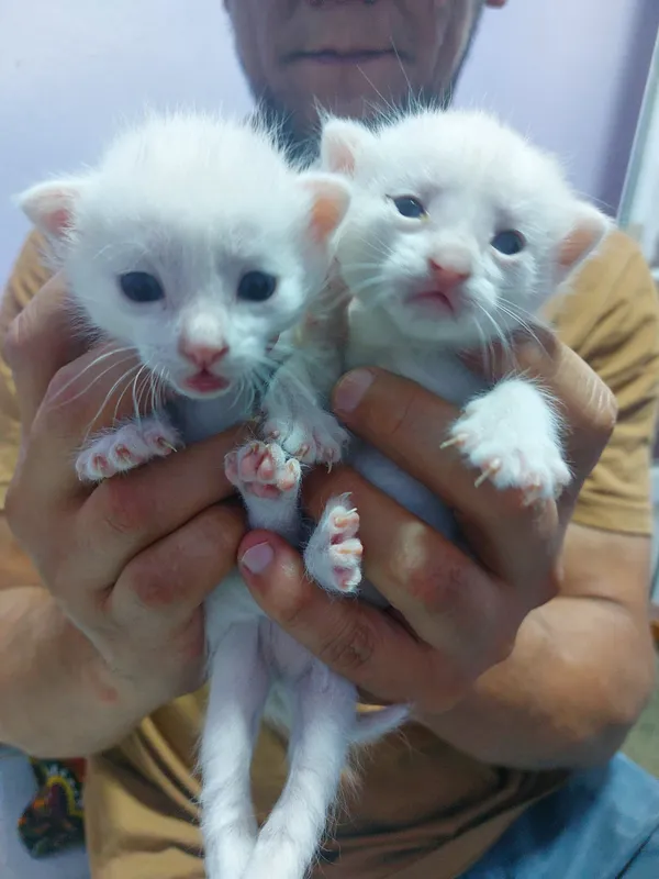 Добрые руки котята 2