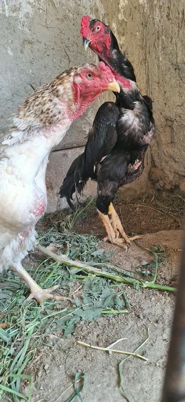 Dakan huroz yoshiga tulgan soglom 3 Dakan huroz yoshiga tulgan soglom 3
