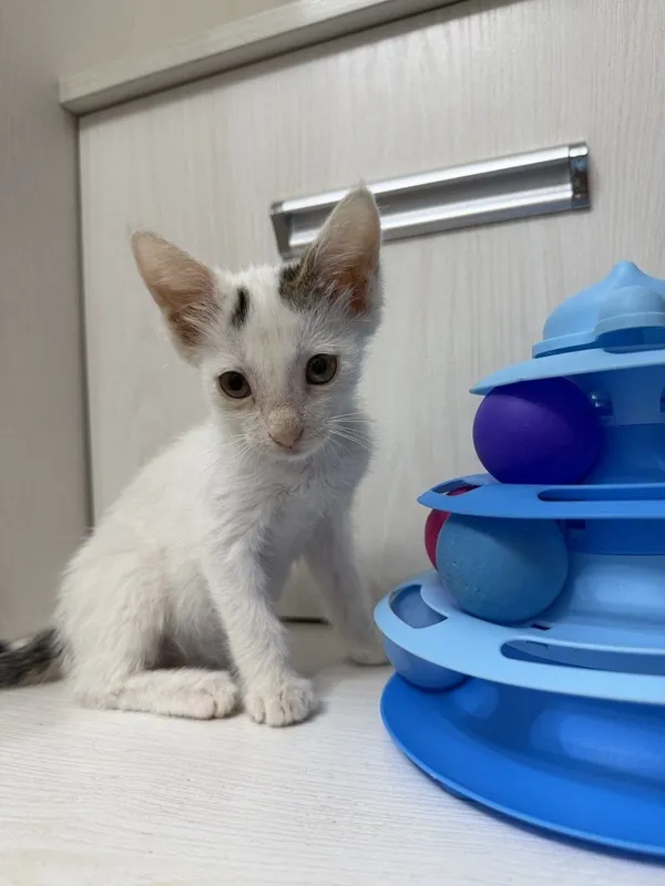 Пристратвается котенок в добрые руки 5 Пристратвается котенок в добрые руки 5