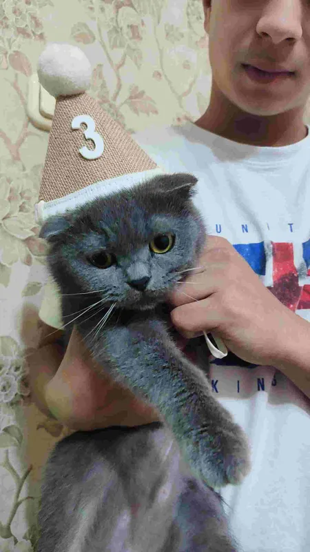 кошка скоттиш фолд — фото 2