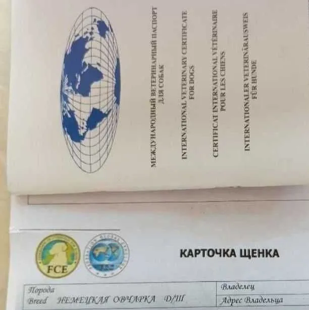 Овчарка немка самка 2