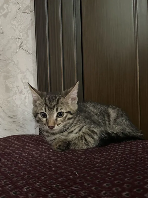 Mushuk sotiladi. 3