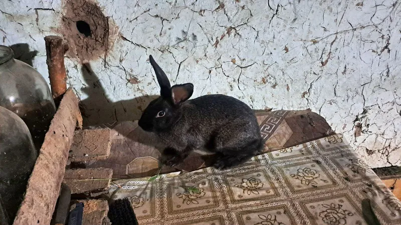 зоти тоза веси хам кориниши хам жойида соглом 7 зоти тоза веси хам кориниши хам жойида соглом 7