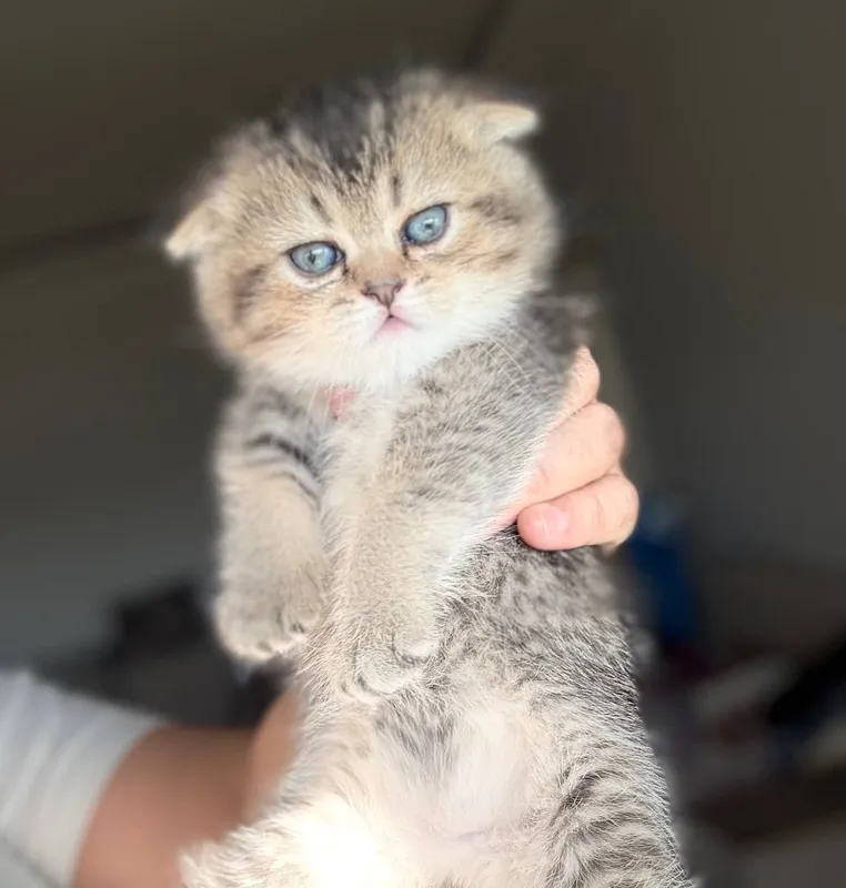 Шотландские котята 3 Шотландские котята 3