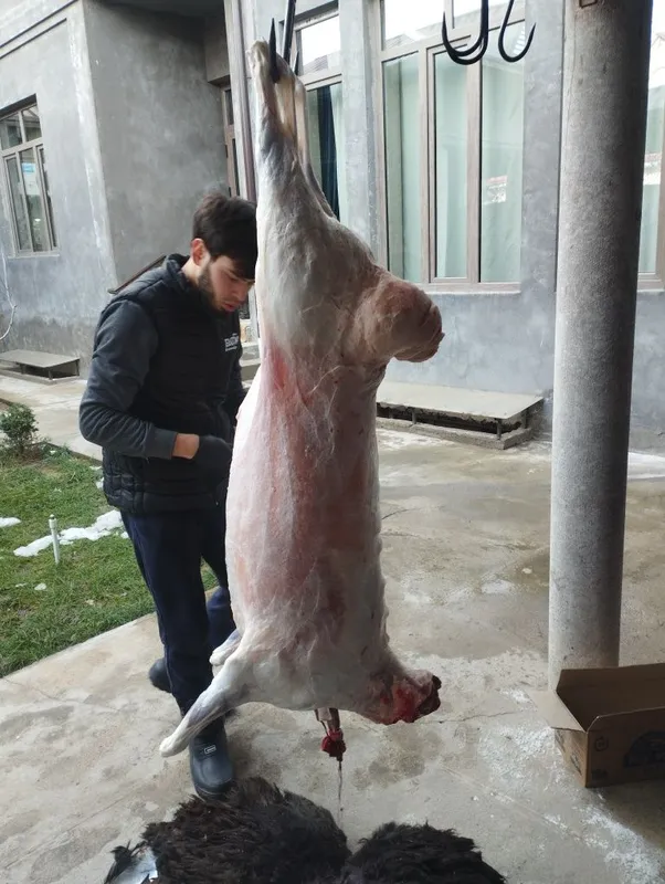 Qassob hizmati toza pokiza hizmat — фото 6
