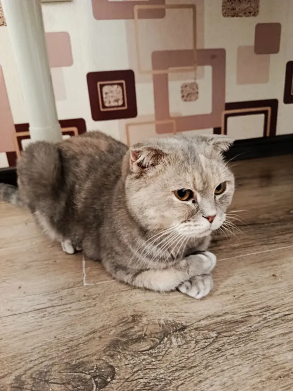 скотиш фолд мушук киз бола 3 скотиш фолд мушук киз бола 3