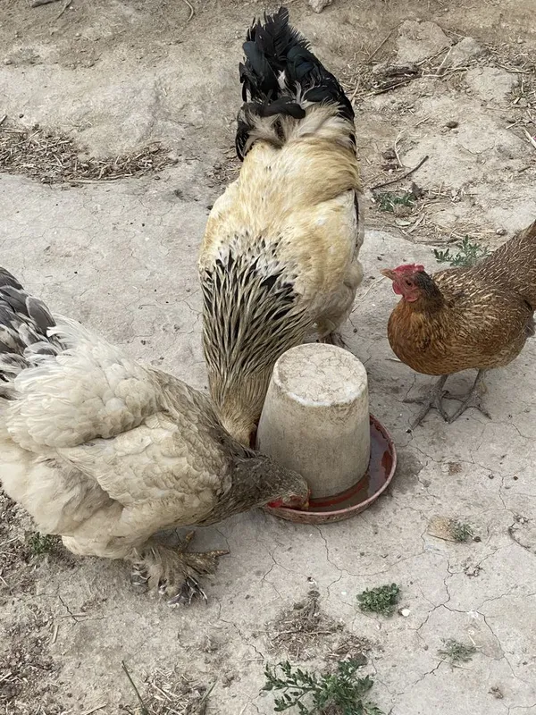 Brama zotdor xuroz va tovuqlar sotiladi — фото 4