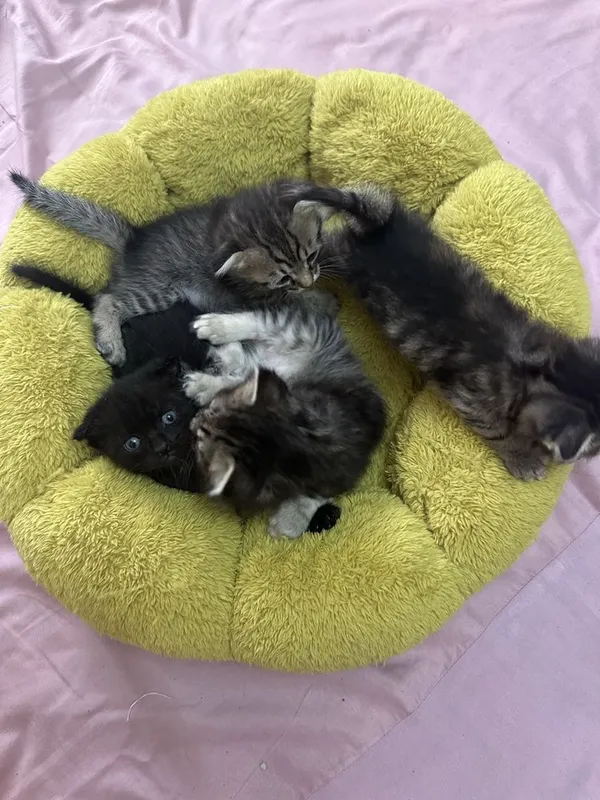 Этим котятам сегодня ровно 1 месяц 3 Этим котятам сегодня ровно 1 месяц 3