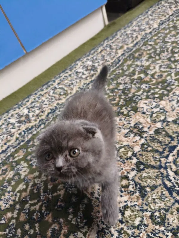 КОТЁНОК Mushuk sotiladi