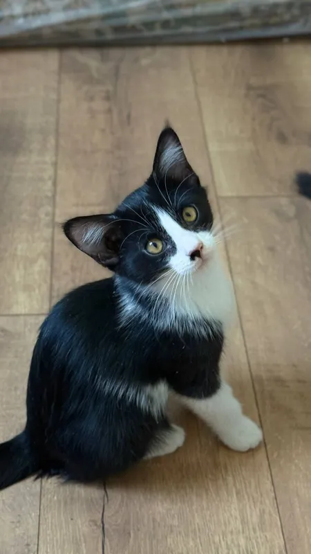 Котята ищут себе добрых хозяев 2 Котята ищут себе добрых хозяев 2