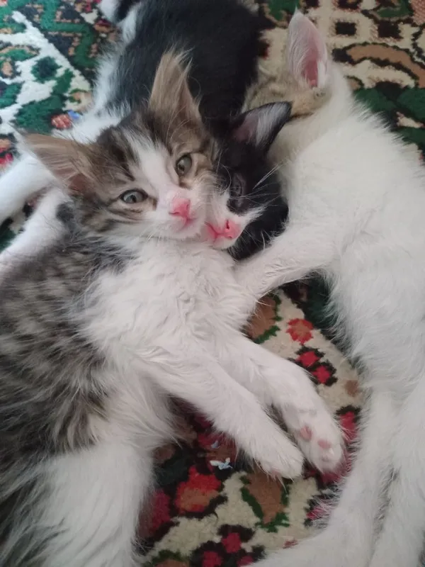 Котятки в добрые заботливые руки 3 Котятки в добрые заботливые руки 3