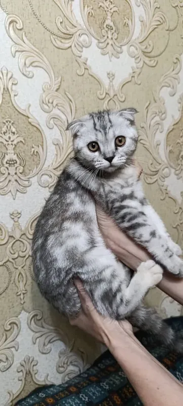 Котята породистые — фото 2