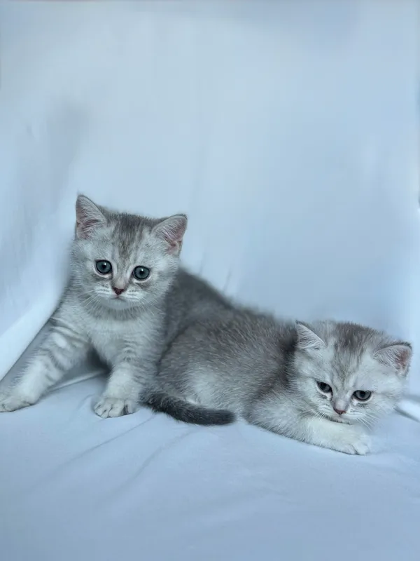 Scottish straight chinchilla original !!! 2 Scottish straight chinchilla original !!! 2