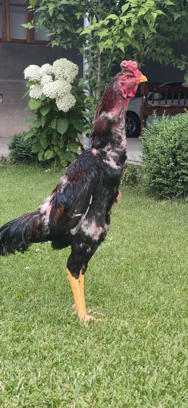Xoʻroz sotiladi 11 oylik narxi kelishiladi