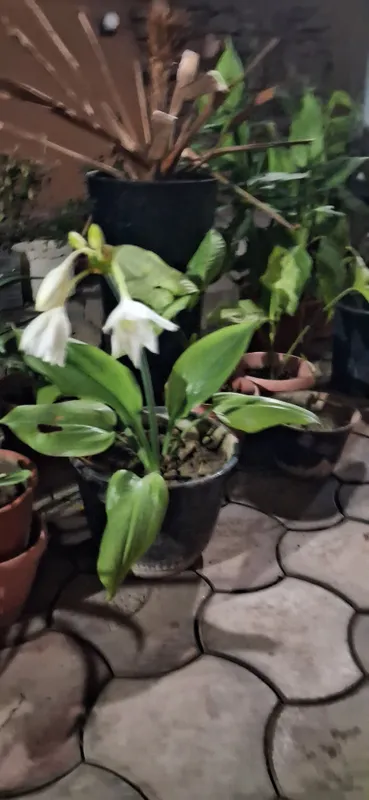 Xona guli "Amazon liliyasi"