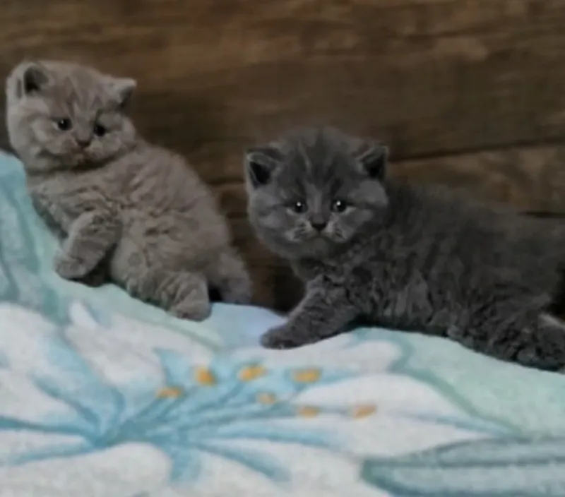 Чистокровные шотландские котята — фото 4