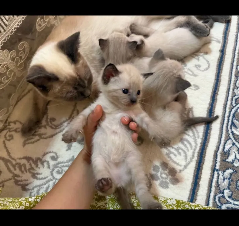 Продаётся кошка 3 месяц — фото 1