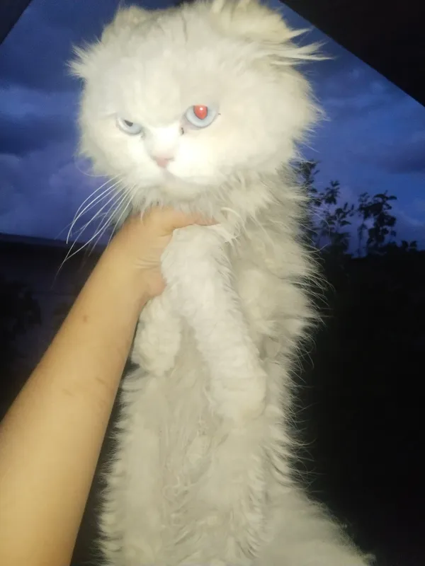 кошки 3 кошки 3