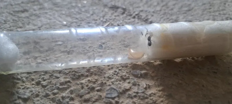 Tapinoma ants turi Tapinoma ants turi