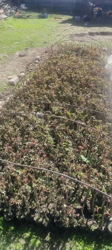 Atirgul kochatlari — фото 1