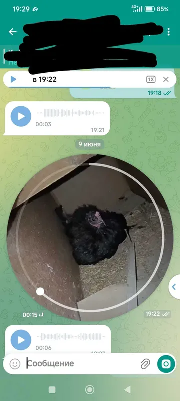 Kurk tovo bor soniga 4ta sotiladi 250.000 kami bor