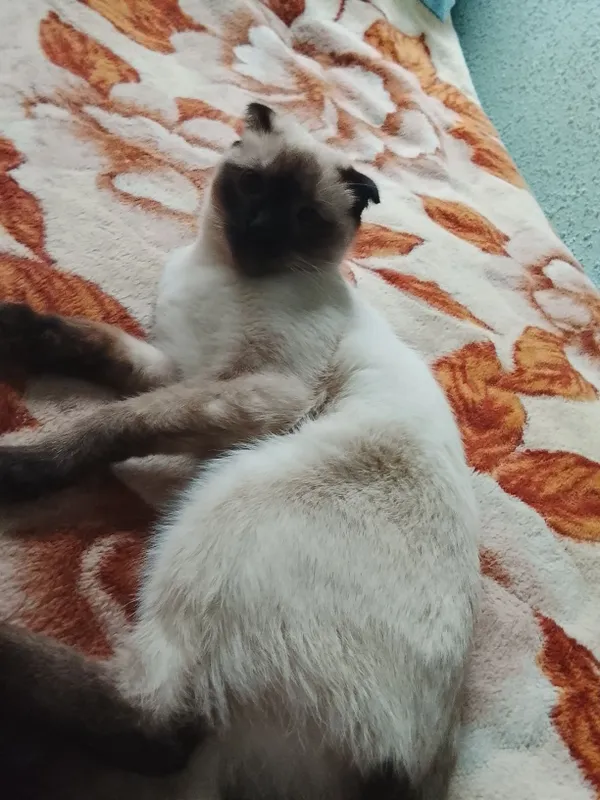 Сеамская кошка а также кот британской 1 Сеамская кошка а также кот британской 1
