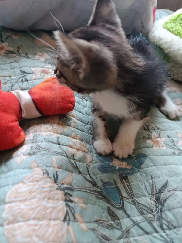 Котята в добрые, ответственные руки 2 Котята в добрые, ответственные руки 2