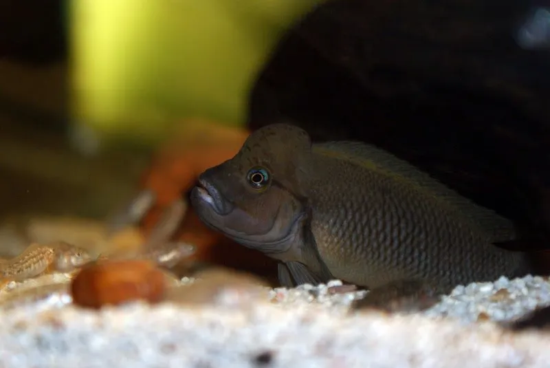 Telmatachxorimis burgeoni big head — фото 1