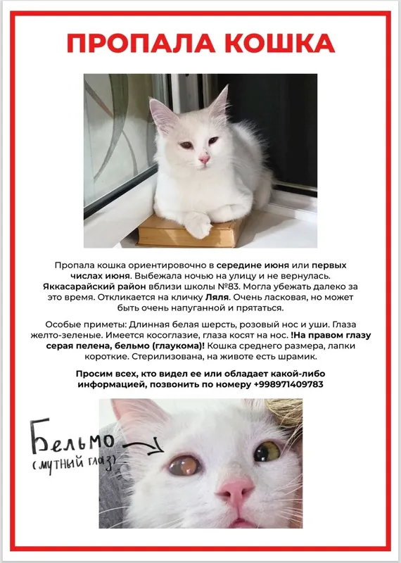 !Пропала домашняя кошка!