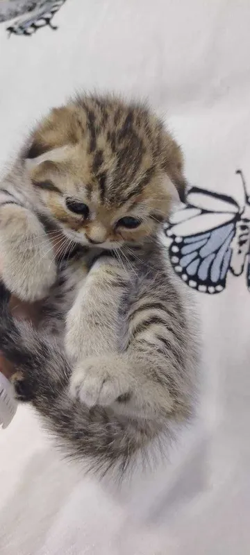 Скотиш страйт котята 4 Скотиш страйт котята 4