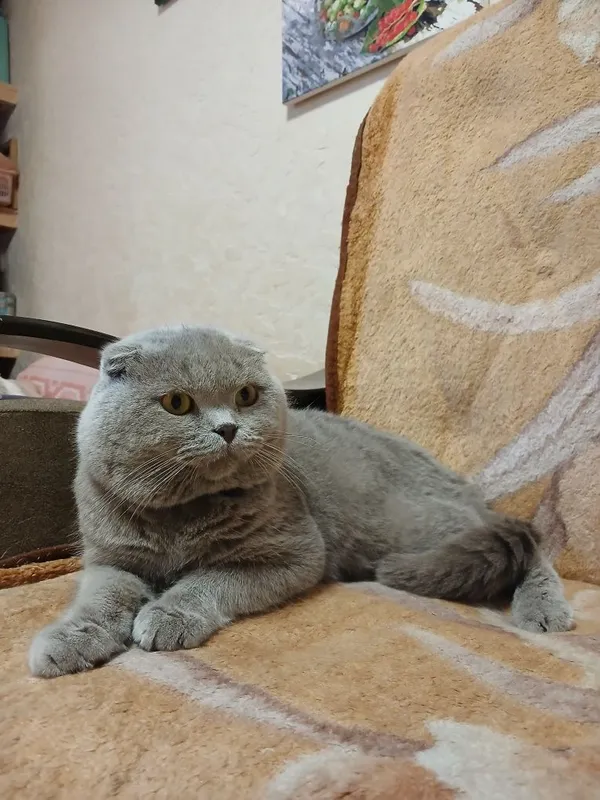Выставляется котик на вязку — фото 3