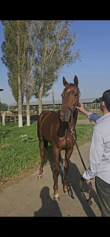 Ot sotiladi Продаётся лошадь — фото 1