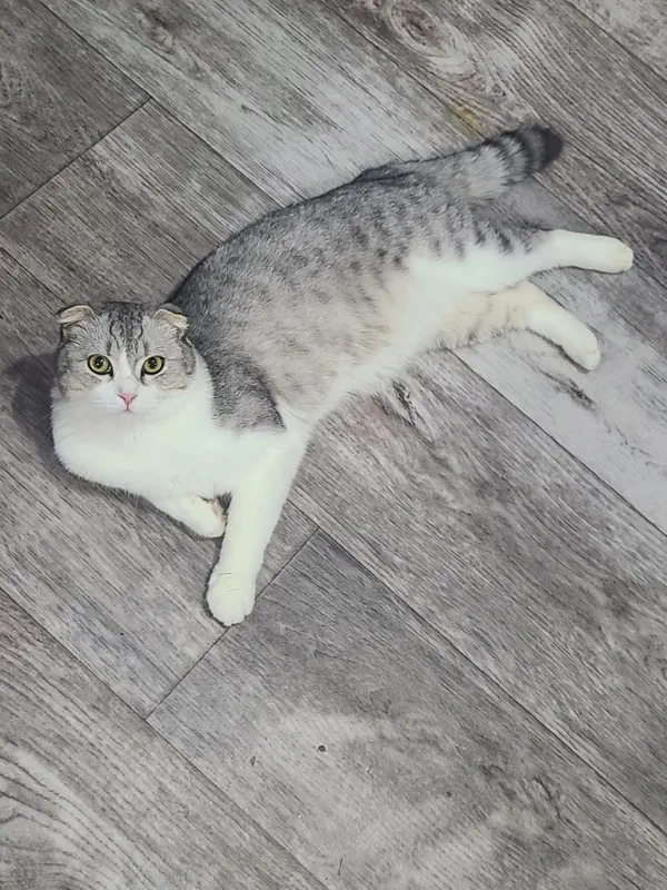 Кошка, порода - "Scottish fold" 1 Кошка, порода - "Scottish fold" 1