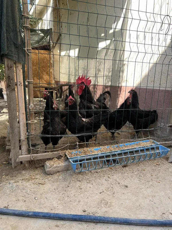 Gigant Qora Shagʻzoda Tovuq Xorozlari Hammasi bir joyda sotiladi 2 Gigant Qora Shagʻzoda Tovuq Xorozlari Hammasi bir joyda sotiladi 2