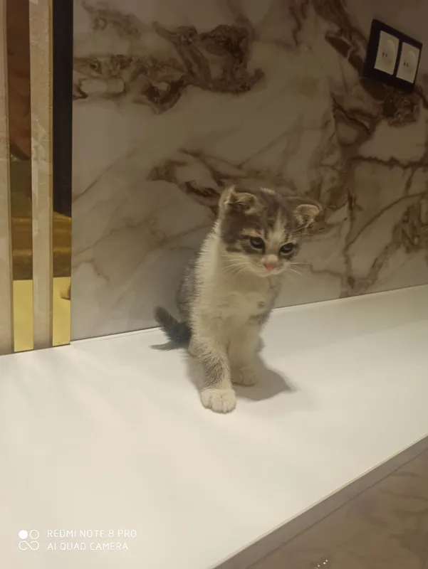 🐈 кошка 1