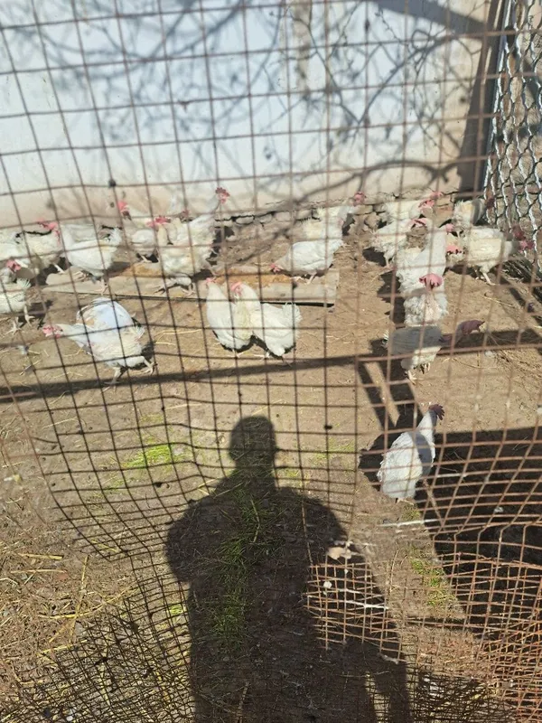 Sendi tovuqlar sotladi
