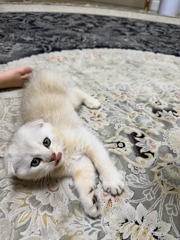 Котята шиншиллы вислоухие — фото 3