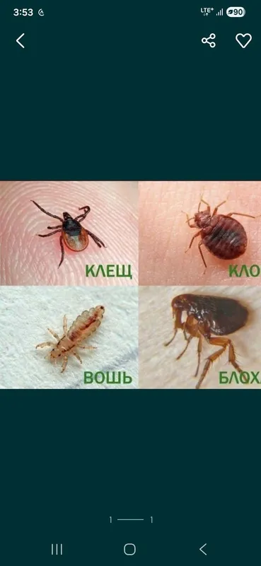 Скидки 10%Дезинфекция дизенфекция Дизинфекция дезенфекция dizenfeksiya — фото 1