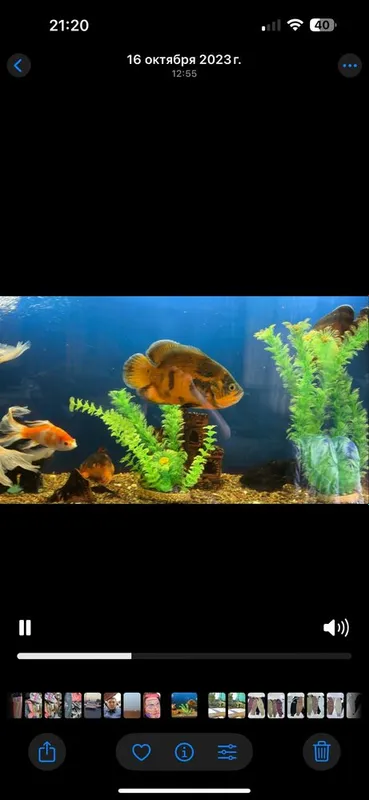 Akvarium 600litrli Baliqlari bilan sotiladi