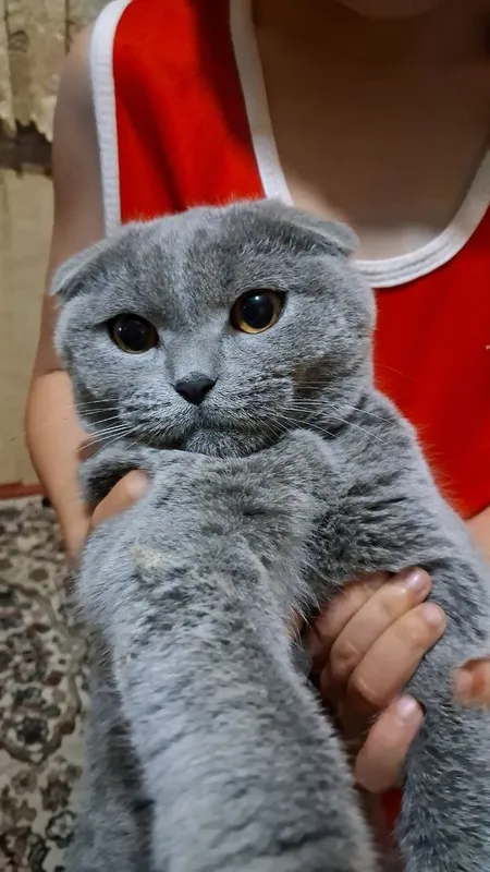 Котёнок скоттиш-фолд