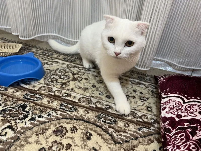 Scottish fold oq mushuk 1 Scottish fold oq mushuk 1
