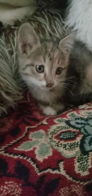 Дарю котят в хорошие руки