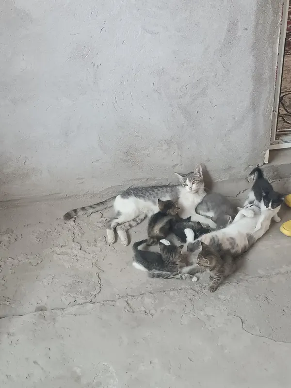Uy mushuklari ..